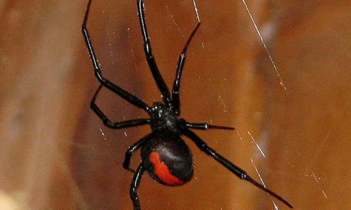 There Was A Redback On The Toilet Seat