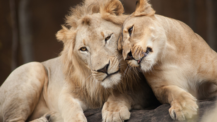 021215_lion_lioness