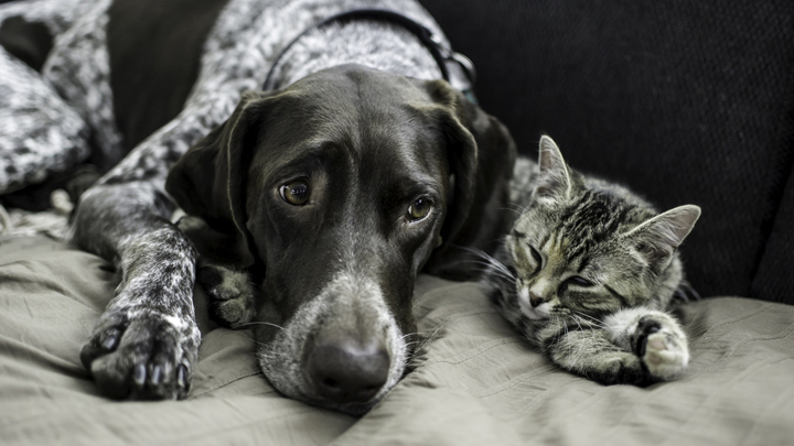 110116_dog_cat