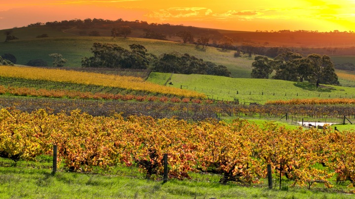 110216_Barossa Valley