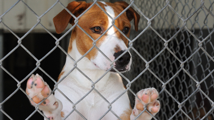 141215_dog_pound