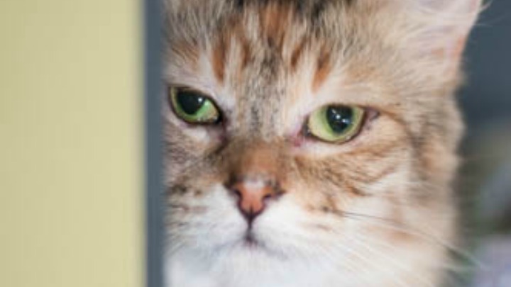 161215_Cat_Dixie