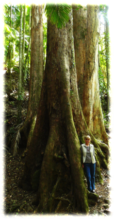 Startsatsixty-trees-MtWarning