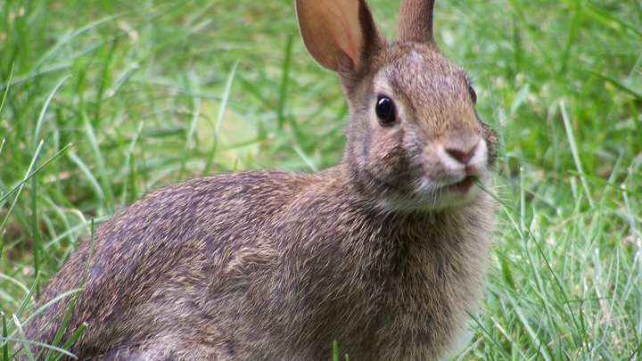 so-why-did-the-rabbit-cross-the-road-starts-at-60