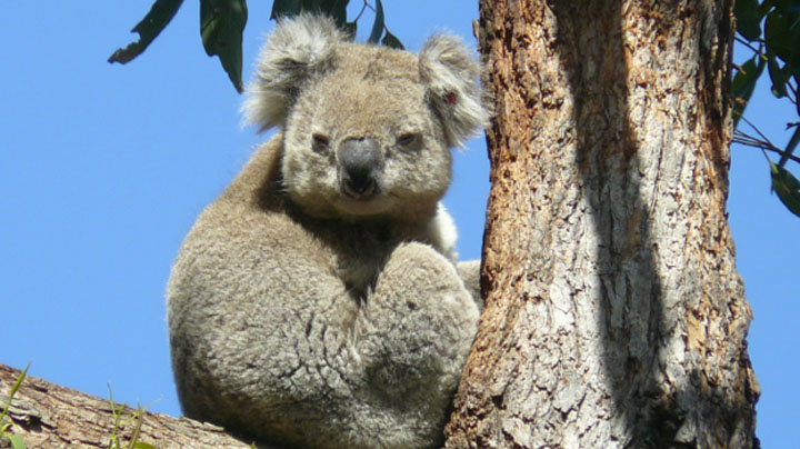 koala