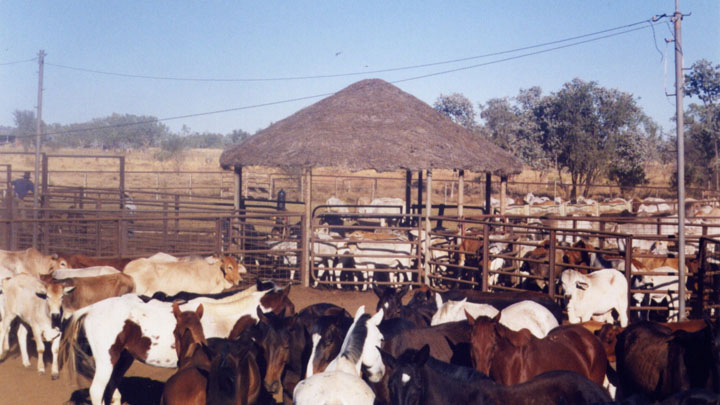 Cattle station