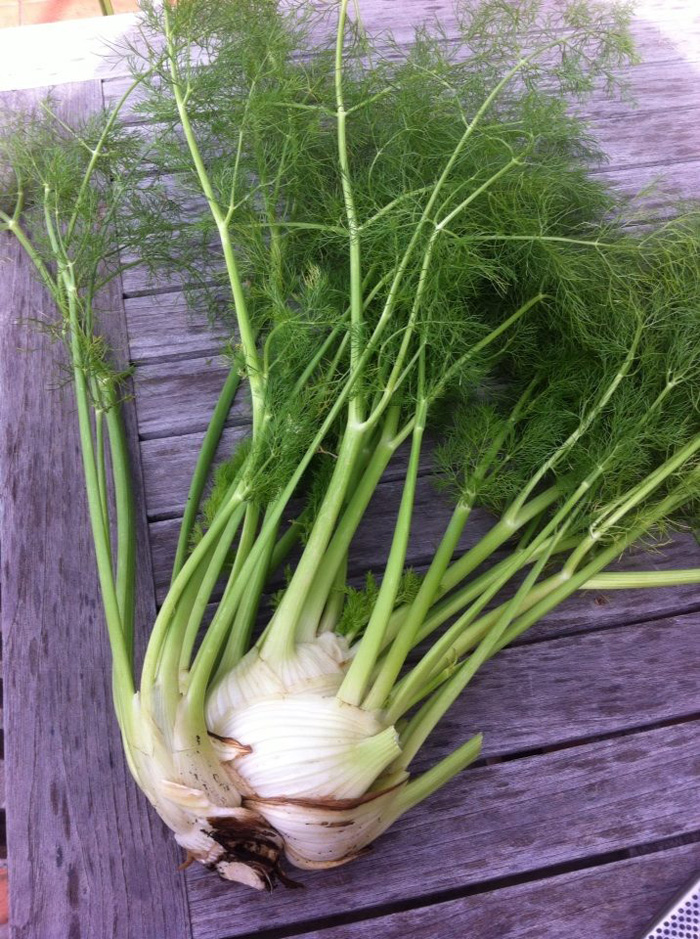 fennel