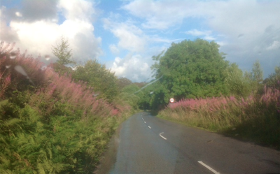 The hedgerows