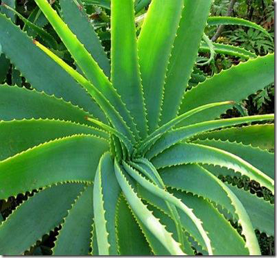 Aloe_vera-0002