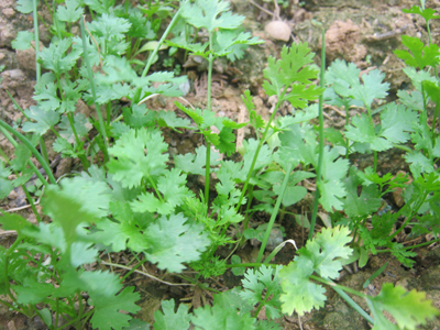 Coriander_NP