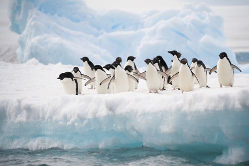 Penguins on the snow