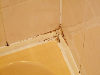 shower-mould-growth