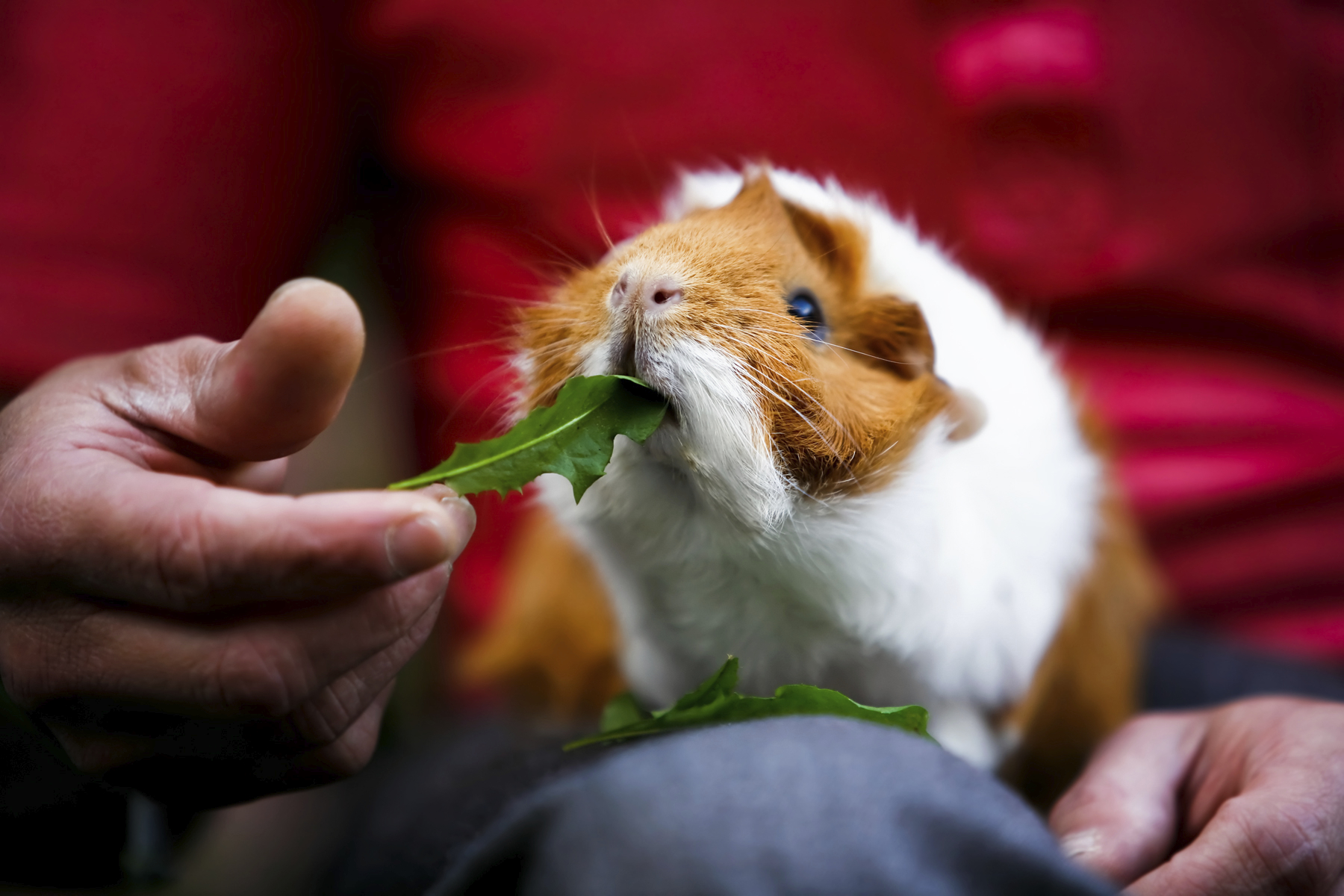 petting your furry pal has been proven to be a natural way to