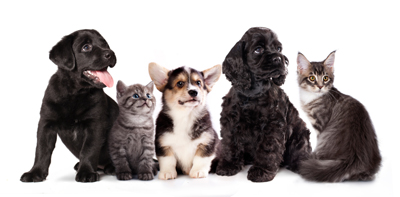 puppy and kitten , Group of cats and dogs in front of white background