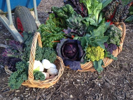 Vegies in basket & barrow - close-up