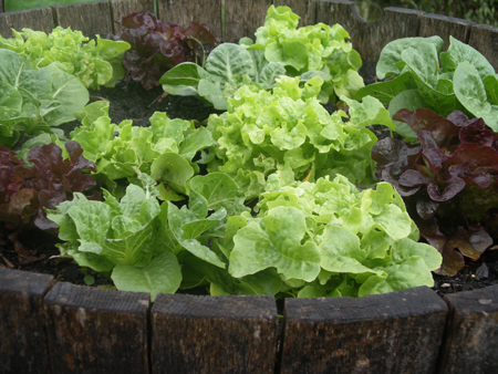 Wine barrel of lettuces