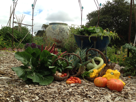 summer vegie harvest and wheelbarrow tight