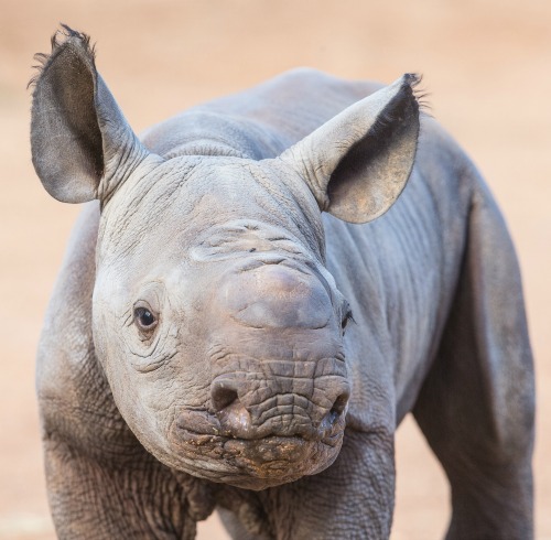 Black Rhino calf by Rick Stevens May 2015 (4)