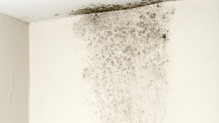 010715_mould_mildew