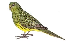 australian-night-parrot