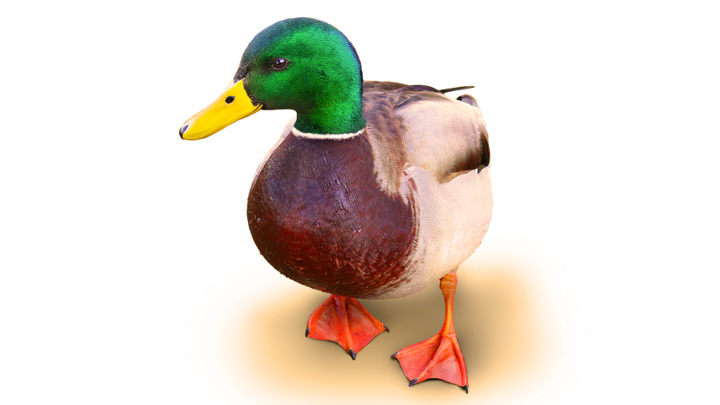 The best duck joke ever | Starts at 60