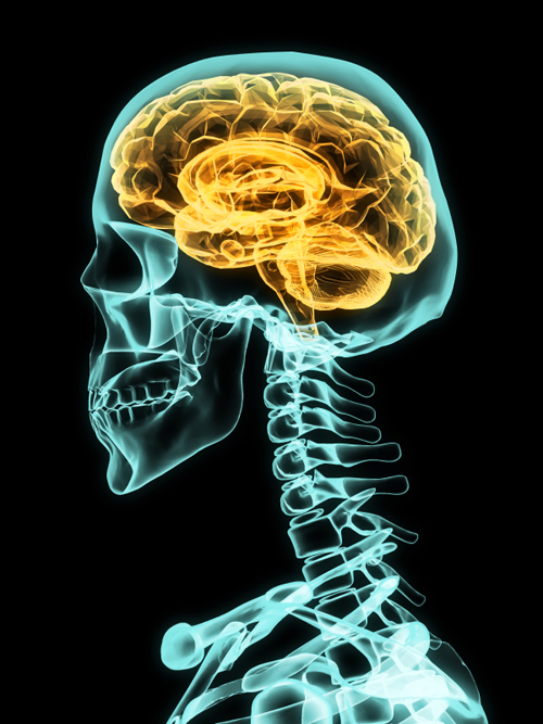 Xray of skull with brain on black background.