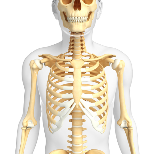 Illustration of human front view skeleton