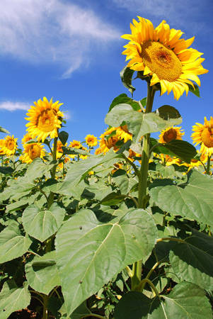 sunflowers