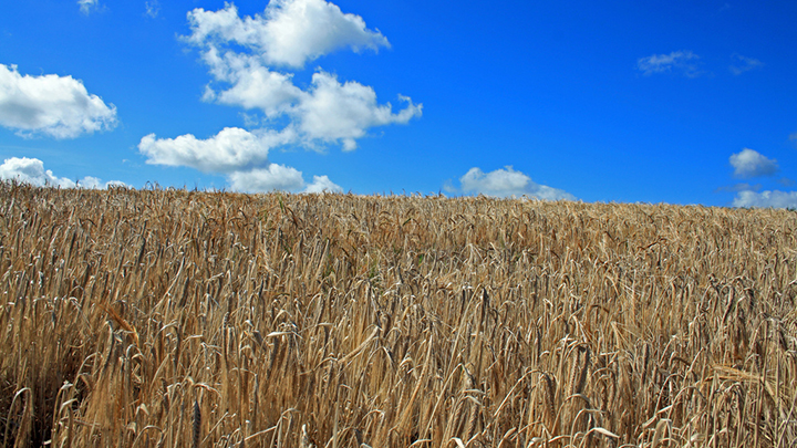 Startsatsixty-Agriculture-Grains