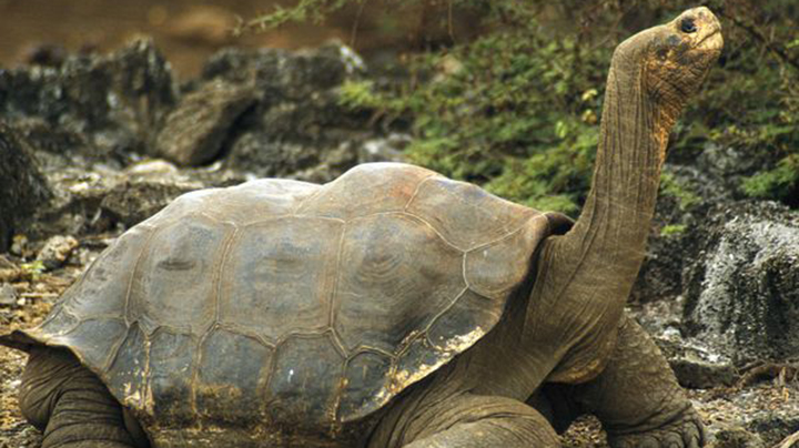 galapagos-tortoise_532_600x450