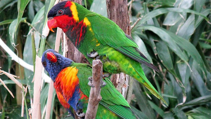 lorikeets