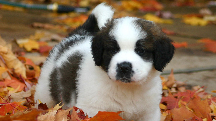 St._Bernard_puppy