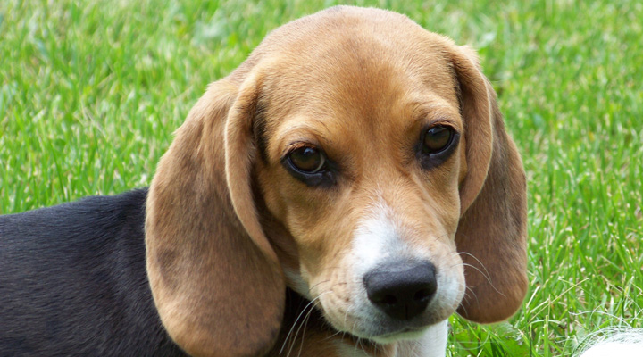 Cute_beagle_puppy_lilly