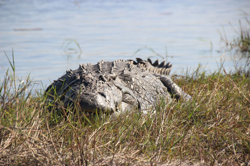 crocodile