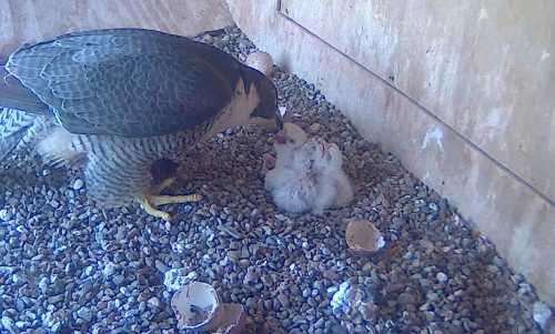 Three babies hatched