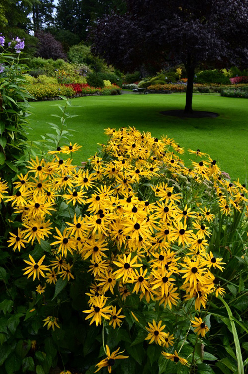 Butchart Gardens (259) (424x640)