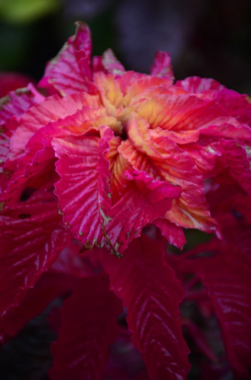 Butchart Gardens (26) (424x640)