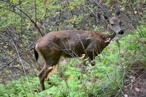 Multnomah Falls - black tailed deer (1) (640x424)