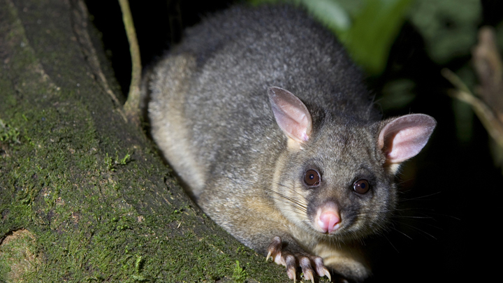 101115_possum