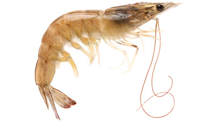 111115-raw_prawn