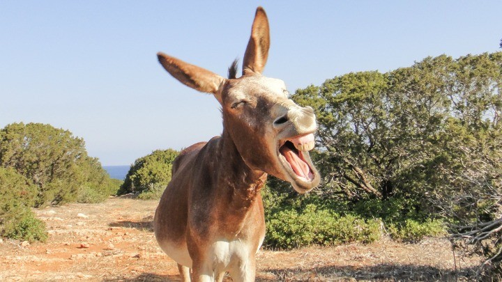 384331075_donkey_parable_funny