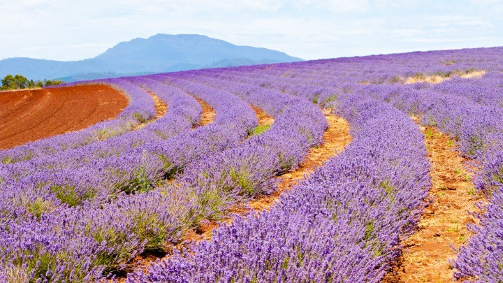 lavender fields tasmania