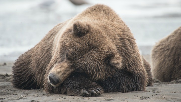333624755_bear_nap_sleepy_hibernate Shutterstock
