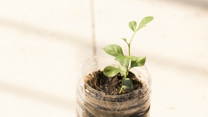 384884500_plastic_bottle_planter Shutterstock