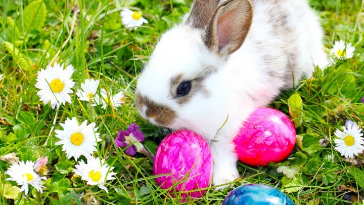 154633778_bunny_easter_joke Shutterstock