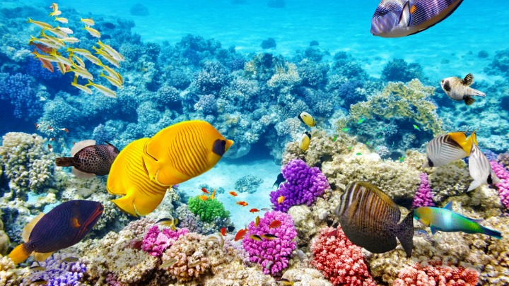 Swim with the colourful fish at the Great Barrier Reef.