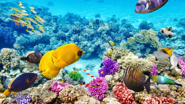 Swim with the colourful fish at the Great Barrier Reef. 