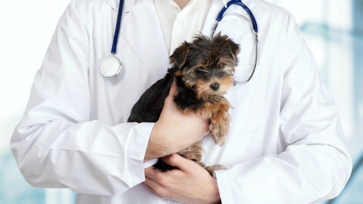 320960504_vet_puppy_joke_hidden_charges Shutterstock