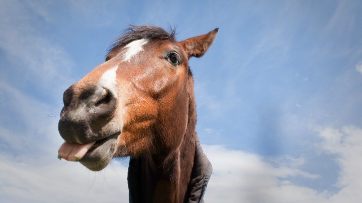 323810306_horse_funny_joke Shutterstock
