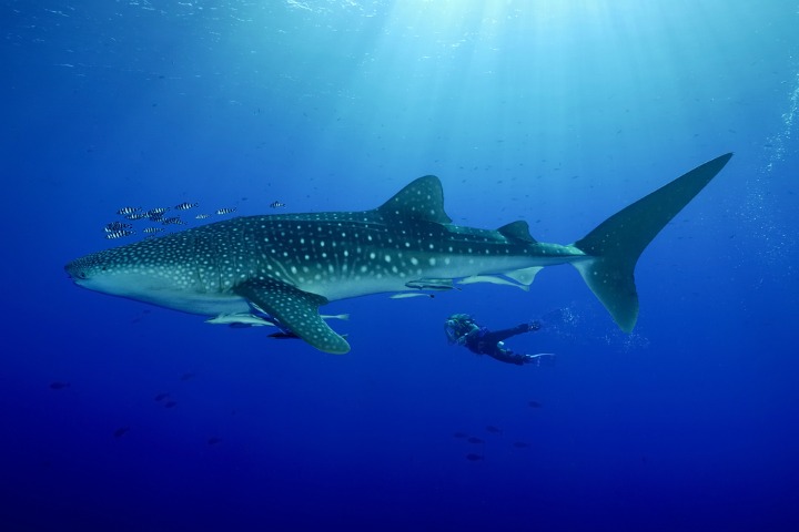 200416_whale sharks